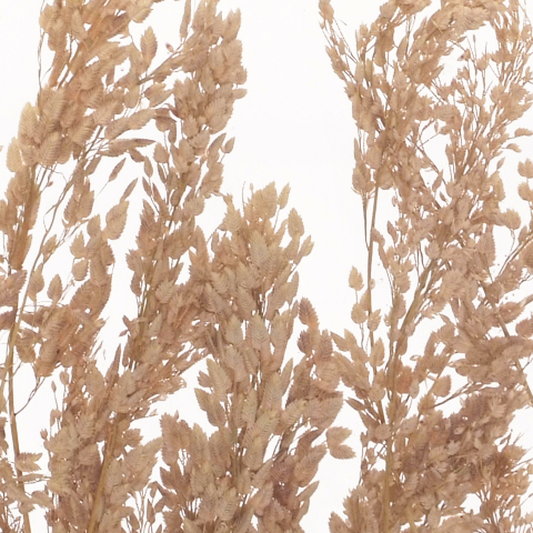 Botanical Laminated Glass