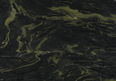 Monet Garden