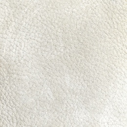 真皮