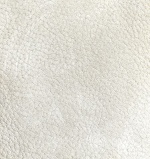 真皮
