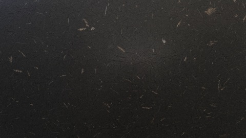 Moonlit Black Gold
