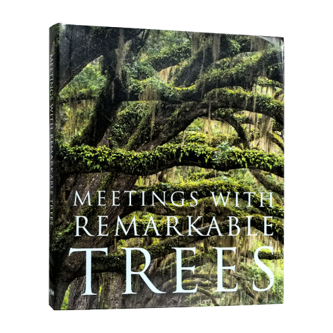 Meeting Remarkable Trees 08