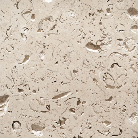 Dorset Fossil