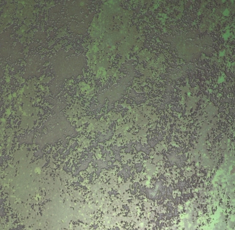 Stainless steel hammered sheet