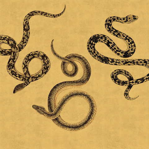 Serpent Printed Wallpaper