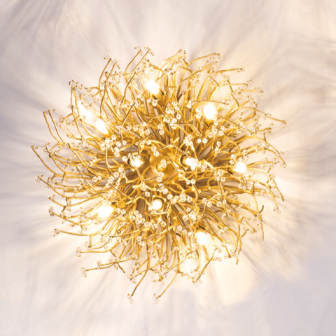 Chrysanthemum